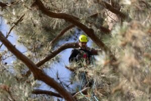 Protests and lawsuits: Activists climb pine amid showdown over Pasadena school district's tree removals