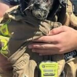 Watch Menlo Park firefighters rescue missing dog from San Francisco Bay