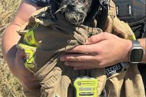Watch Menlo Park firefighters rescue missing dog from San Francisco Bay