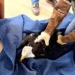 Injured bald eagle rescued near Big Bear is believed to be Jackie