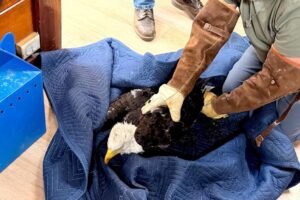 Injured bald eagle rescued near Big Bear is believed to be Jackie