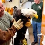 Found weak and disheveled, rescued eagle — probably Big Bear's Jackie — receiving care in Ojai