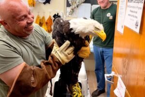 Found weak and disheveled, rescued eagle — probably Big Bear's Jackie — receiving care in Ojai