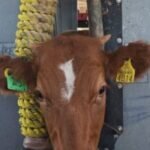 US says it will begin lifting a suspension of Mexican cattle imports starting in August