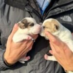 16 rescued dogs searching for forever homes in New Haven
