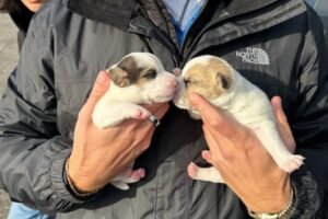 16 rescued dogs searching for forever homes in New Haven