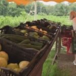 Milford residents turn to local farms for produce as cyclosporiasis cases rise