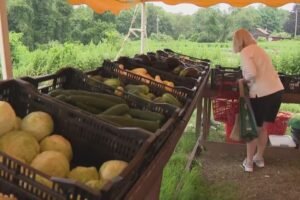 Milford residents turn to local farms for produce as cyclosporiasis cases rise