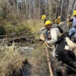 Firefighters, biologists work together to rescue Uncompahgre cutthroat from charred forest