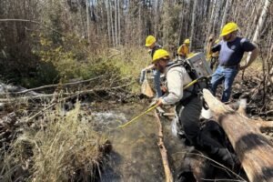 Firefighters, biologists work together to rescue Uncompahgre cutthroat from charred forest