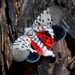 Blumenthal calls for funding to stop spread of spotted lanternflies in Connecticut