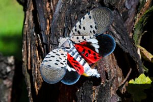 Blumenthal calls for funding to stop spread of spotted lanternflies in Connecticut