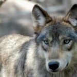 Colorado’s new wolf conservation manager inherits a growing program — and a lot of uncertainty