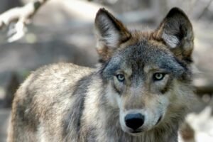 Colorado’s new wolf conservation manager inherits a growing program — and a lot of uncertainty
