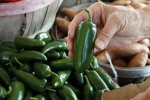 Jalapeños at Chipotle and Qdoba tied to salmonella outbreak in Colorado