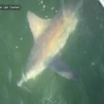Fishermen say growing population of brown sharks in Connecticut River is a 'nuisance'