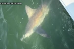 Fishermen say growing population of brown sharks in Connecticut River is a 'nuisance'