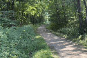 Deceased man found near Airline Trail in Colchester