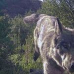 Colorado kills 2nd yearling wolf in less than 2 months after it kills calves in Jackson and Grand counties