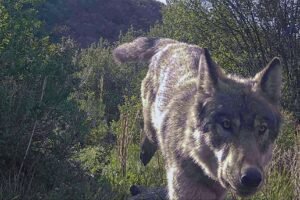 Colorado kills 2nd yearling wolf in less than 2 months after it kills calves in Jackson and Grand counties