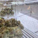 Enrollment jumps after lawmakers ease access to Georgia’s medical cannabis program