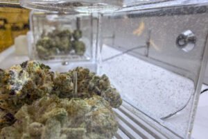 Enrollment jumps after lawmakers ease access to Georgia’s medical cannabis program
