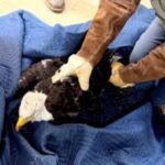 Famed Big Bear eagle Jackie remains 'very sick' as malady remains a mystery