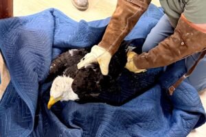 Famed Big Bear eagle Jackie remains 'very sick' as malady remains a mystery