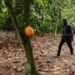 Ghana parliament backs tough cocoa farm protections, with up to 20 years in prison