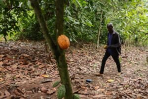 Ghana parliament backs tough cocoa farm protections, with up to 20 years in prison