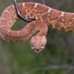 Urgent search after hiker deep in Angeles National Forest is bitten by rattlesnake