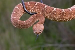 Urgent search after hiker deep in Angeles National Forest is bitten by rattlesnake