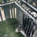 Tabletop fire pit loosed a fireball so big it melted lights, suit says; injured vet sues Amazon