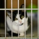 Euthanasia rates of cats and kittens are on the rise at L.A. city animal shelters