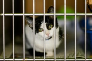 Euthanasia rates of cats and kittens are on the rise at L.A. city animal shelters