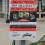 Blumenthal calling on Congress to address spotted lanternflies in Connecticut