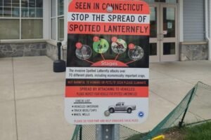 Blumenthal calling on Congress to address spotted lanternflies in Connecticut